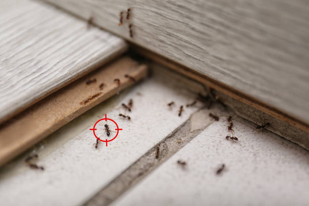 Best Best Pest Control Companies  in Roxborough Park, CO