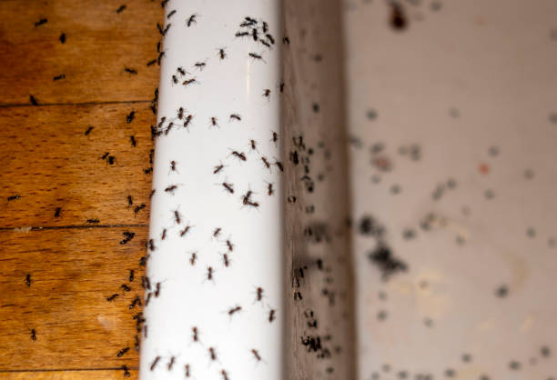 Best Insect Control  in Roxborough Park, CO